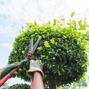 Hedge Trimming & Tree Pruning