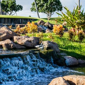 Water Feature Design & Installatio